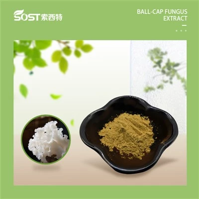 Sparassis Crispa Extract